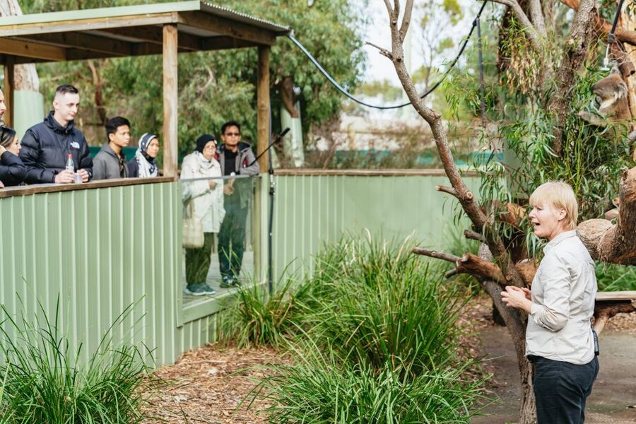 Phillip Island Penguin Parade with Expert Local Guide - Small-group comfort, real-world crowds, and what to expect at stops