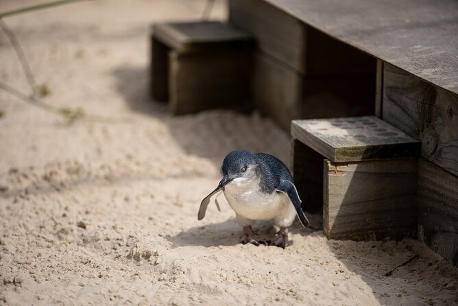 Phillip Island Penguins and Moonlit Sanctuary Private Day Tour - Cowes: where the locals wander and you can actually reset