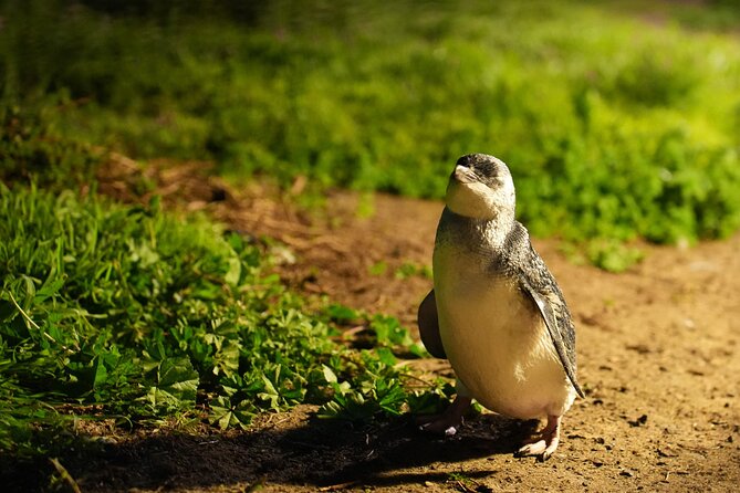 Phillip Island Penguins and Moonlit Sanctuary Private Day Tour - The Nobbies Centre boardwalk and Seal Rocks fur seals