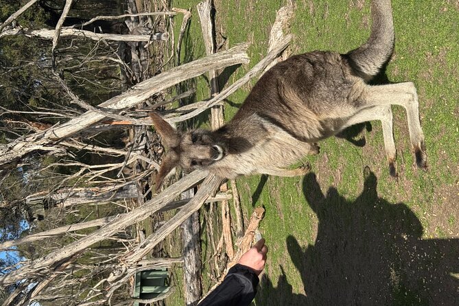 Phillip Island Penguins and Moonlit Sanctuary Private Day Tour - Price and value: what $304.83 covers (and why it adds up)