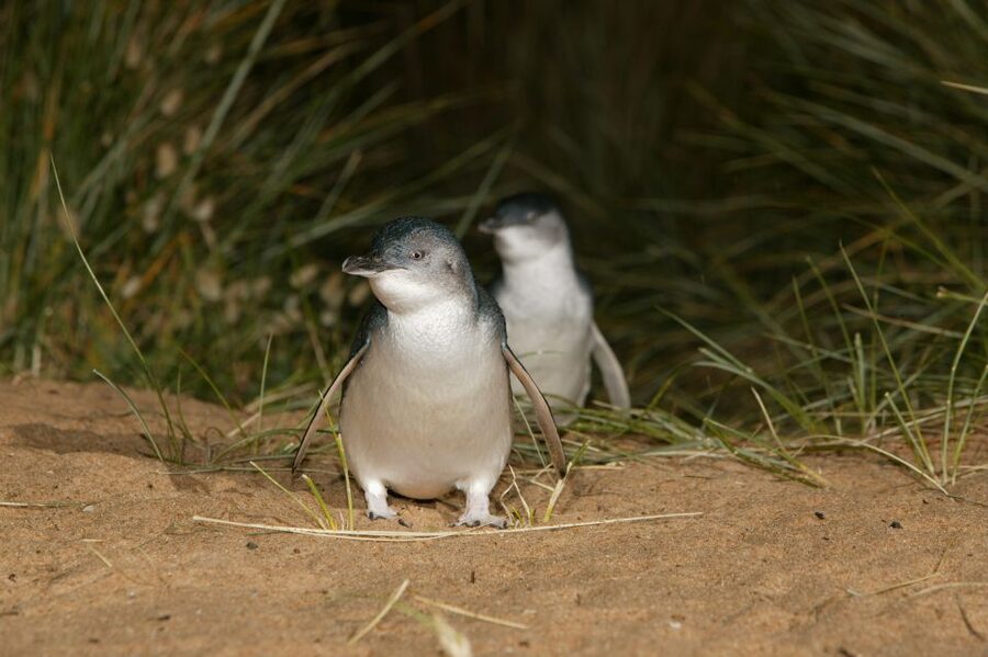 Phillip Island: Penguins and Wildlife Full-Day Tour - Cowes Free Time and Woolamai Beach: Breaks That Actually Matter