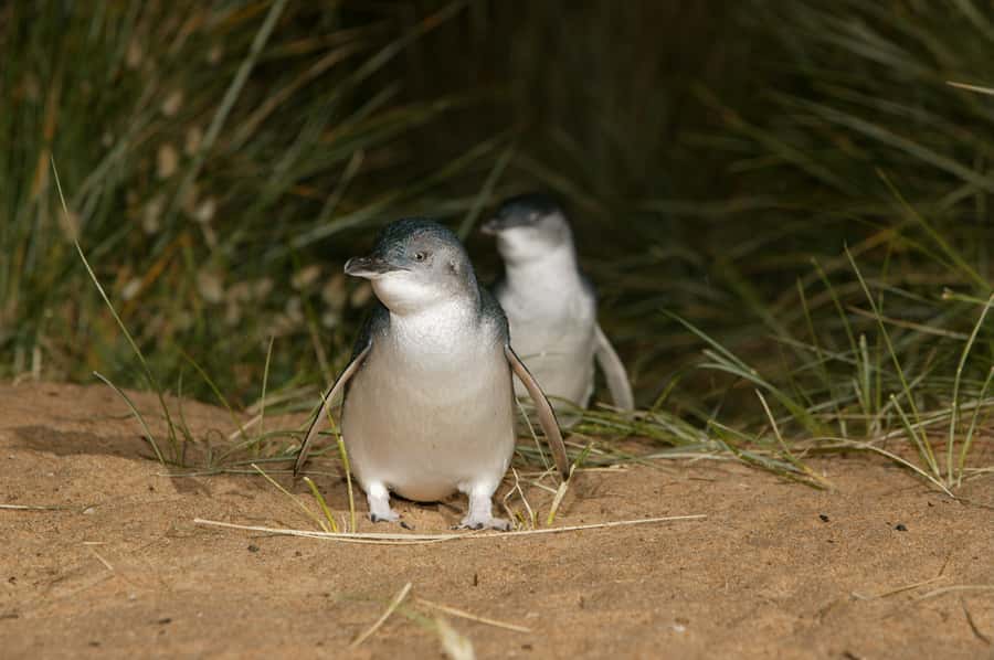 Phillip Island: Penguins and Wildlife Full-Day Tour - Penguins Plus and Binoculars: Options for Better Seeing
