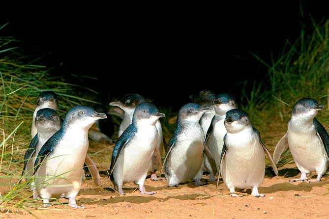 Phillip Island Penguins Private Adventure - Key things I’d circle before you book