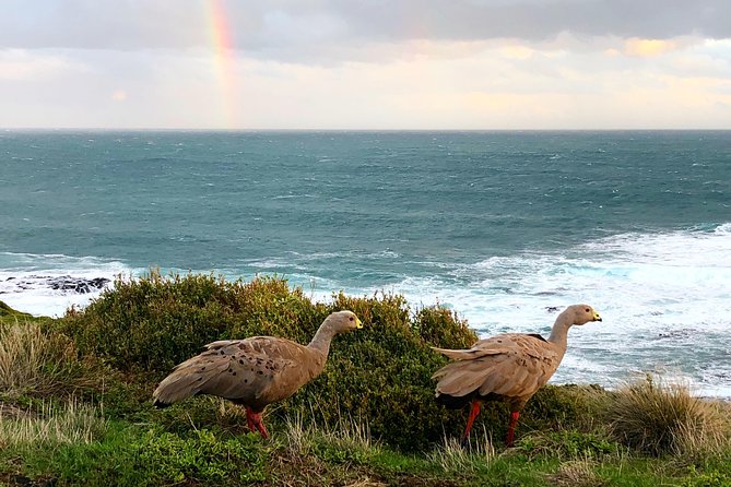 Phillip Island Penguins Private Adventure - Cape Woolamai Walk: the beach stop that sets the tone