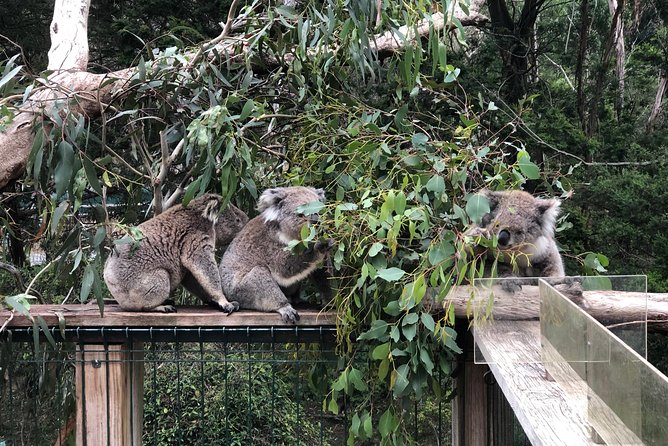 Phillip Island Penguins Private Adventure - Koala Conservation Reserve: seeing sleepy koalas up in the trees