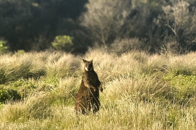 Phillip Island Penguins & Wildlife Day Tour from Melbourne - Key highlights you’ll actually care about