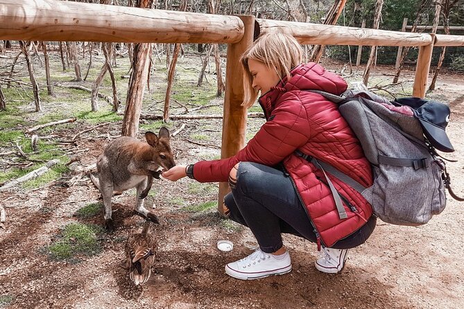 Phillip Island Penguins & Wildlife Day Tour from Melbourne - Moonlit Sanctuary: koalas, wallabies, and what the guided hour really buys