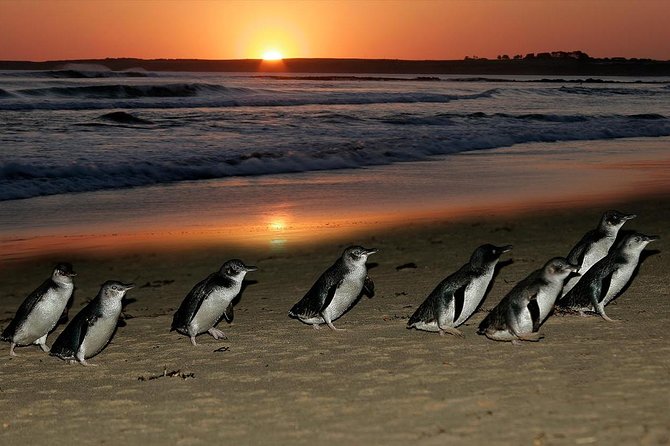 Phillip Island Penguins & Wildlife Day Tour from Melbourne - Penguin Parade at Phillip Island: the best part and the strict rules