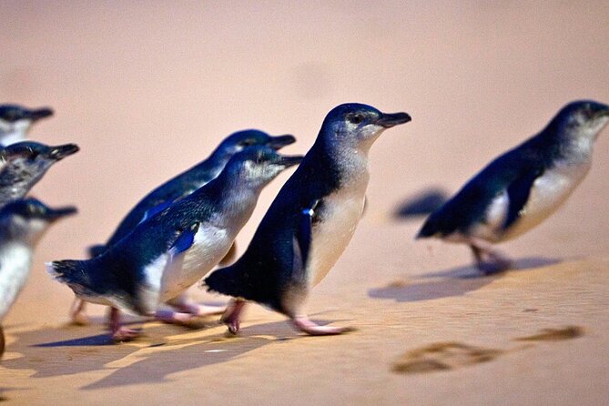 Phillip Island Penguins & Wildlife Day Tour from Melbourne - Cape Woolamai Beach: a quick coastal breather with seasonal limits