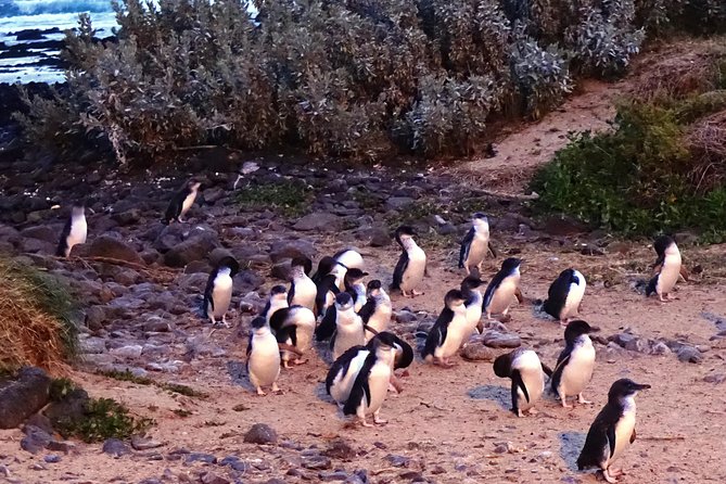 Phillip Island Private Experience - Key Highlights That Make This Tour Worth Your Time