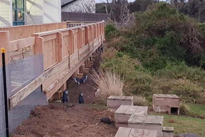 Phillip Island Private Experience - From Melbourne to Phillip Island: Private Pickup That Changes the Day