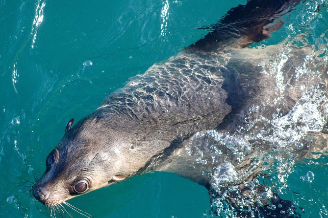 Phillip Island Seal-Watching Cruise - Key highlights worth planning around