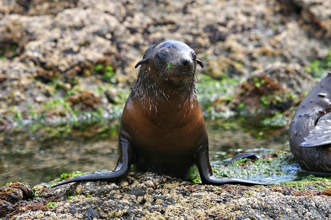 Phillip Island Seal-Watching Cruise - The ride comforts: indoor warmth, top-deck sun, and real ocean considerations