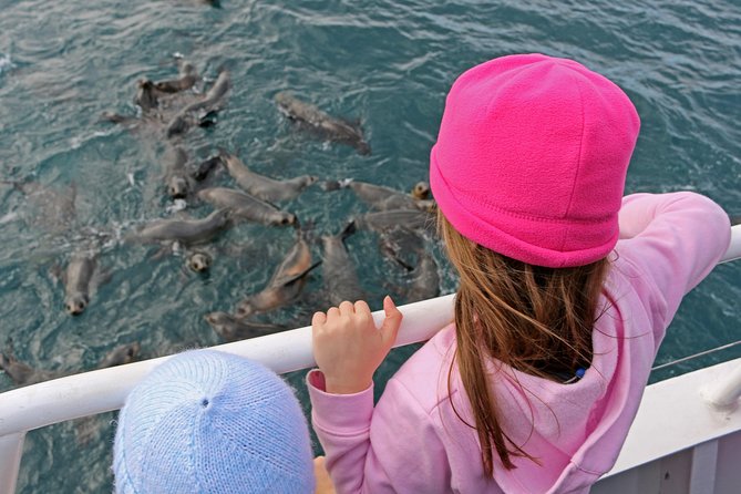 Phillip Island Seal-Watching Cruise - Price and value: does $82.48 make sense for a 2-hour cruise?