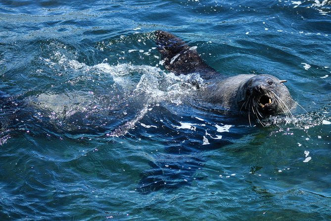 Phillip Island Seal-Watching Cruise - Who this seal-watching cruise is best for