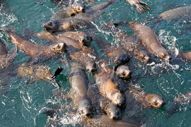 Phillip Island Seal-Watching Cruise - Seal Rocks: what up-close watching feels like from a catamaran