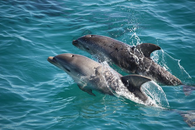 Phillip Island Sunset Cruise - Price and value: $56.66 for a sunset cruise with snacks and music