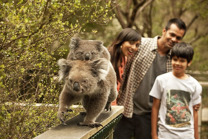Phillip Island Tour - Koala's, Wallabies & Little Penguins. - Key things I’d circle before you go