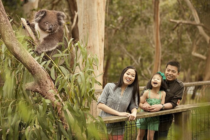 Phillip Island Tour - Koala's, Wallabies & Little Penguins. - Koala Conservation Reserve: tree-top boardwalks and real wildlife time