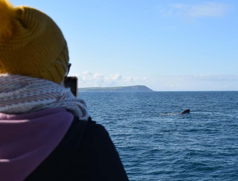 Phillip Island: Whale Watching Boat Tour - Key things I’d mark on my mental map