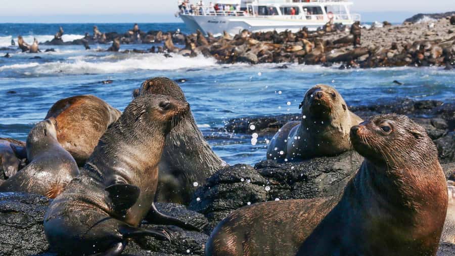 Phillip Island: Whale Watching Boat Tour - Rhyll to Phillip Island: what makes a winter whale cruise work