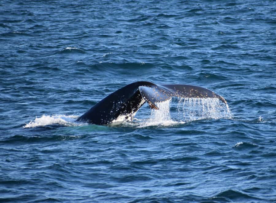 Phillip Island: Whale Watching Boat Tour - Seal Rocks: the stop that changes the mood
