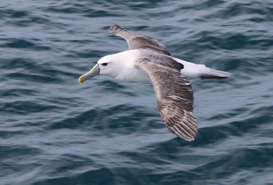 Phillip Island: Whale Watching Boat Tour - The whale-spotting process: how the crew helps you do it right