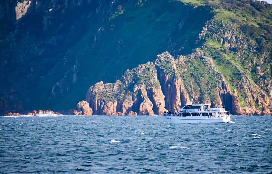 Phillip Island: Whale Watching Boat Tour - Morning tea and cake on board: not a throwaway detail