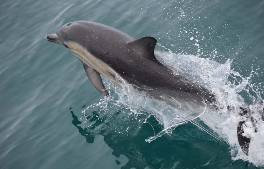 Phillip Island: Whale Watching Boat Tour - Price of $126: is it worth it?