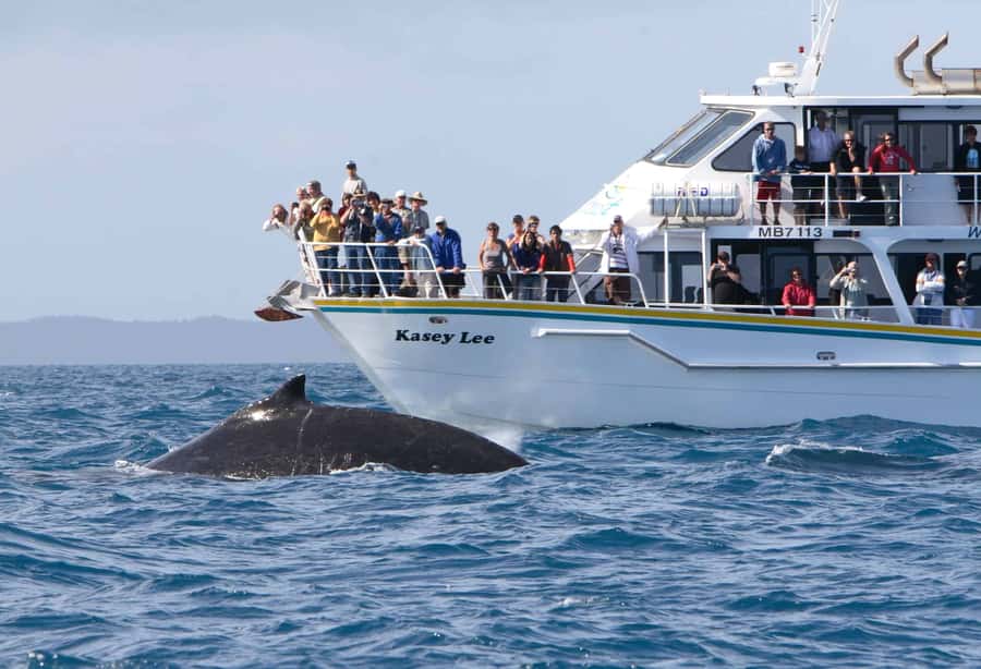 Phillip Island: Whale Watching Boat Tour - What you’ll see: humpback and southern right whales, plus seals and dolphins