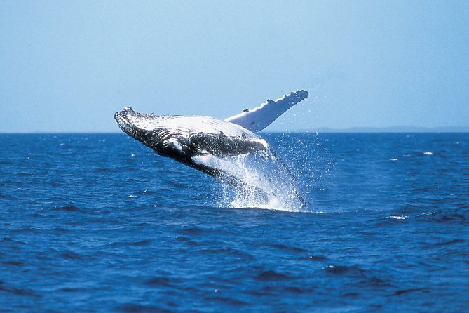 Phillip Island Whale Watching Tour - Key highlights you’ll care about