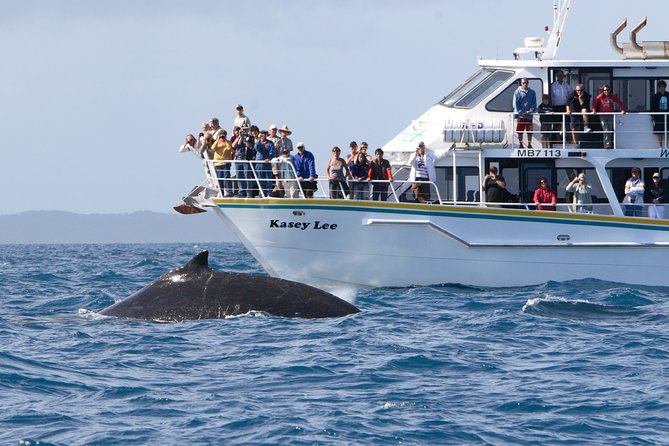 Phillip Island Whale Watching Tour - What you’re really doing on this Phillip Island cruise