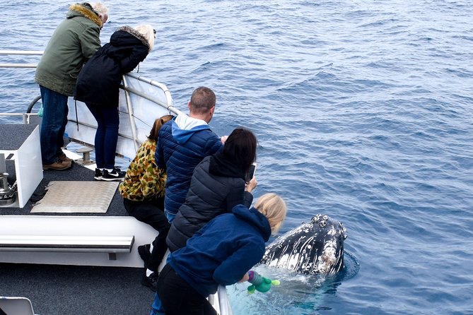 Phillip Island Whale Watching Tour - Morning tea break that makes 4 hours feel doable