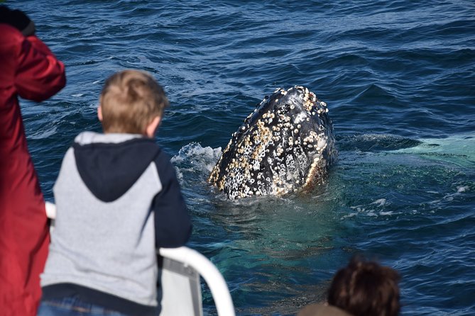 Phillip Island Whale Watching Tour - Stop 2: Cape Woolamai and the birdwatching side of the hunt