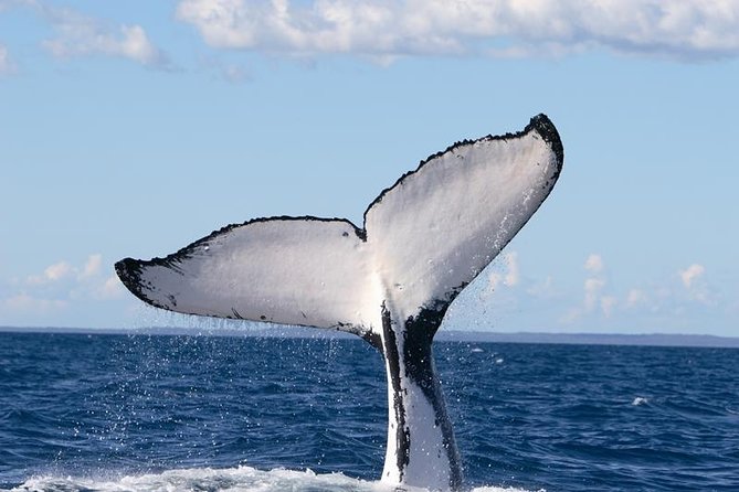 Phillip Island Whale Watching Tour - Humpbacks and southern right whales: how to think about the odds