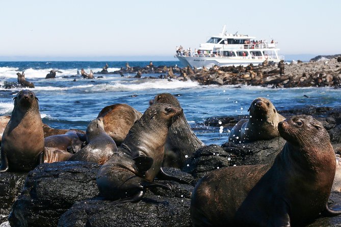 Phillip Island Whale Watching Tour - How the 4-hour timing works in real life