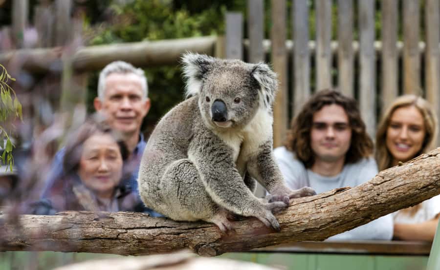 Phillip Island Wildlife & Brighton Beach Boxes Private Tour - Key points at a glance