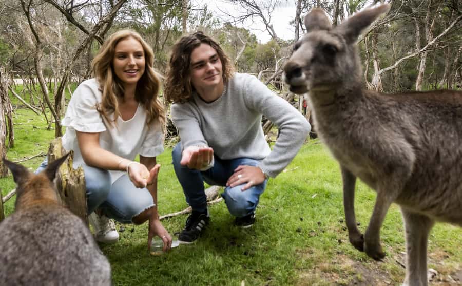 Phillip Island Wildlife & Brighton Beach Boxes Private Tour - The guide, the multilingual app, and how not to miss the details