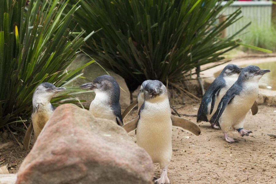 Phillip Island Wildlife & Brighton Beach Boxes Private Tour - Price and value: what you’re really paying for