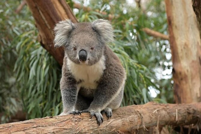 Phillip Island Wildlife Cruise and Penguin Tour from Melbourne - Why Phillip Island feels manageable from Melbourne