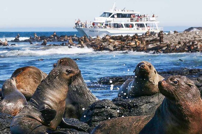 Phillip Island Wildlife Cruise and Penguin Tour from Melbourne - The Nobbies Centre at golden hour: views plus a wildlife boardwalk