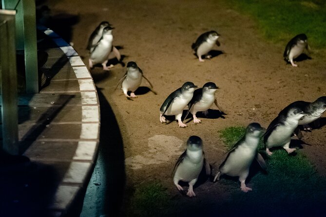 Phillip Island Wildlife Cruise and Penguin Tour from Melbourne - Penguin Parade at sunset: the big finale with premium seating