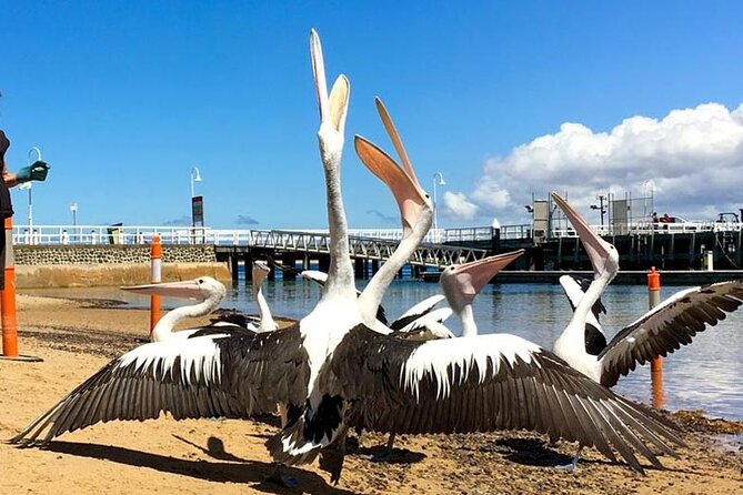 Phillip Island Wildlife Cruise and Penguin Tour from Melbourne - Price and value: what you’re paying for, and what can cost extra