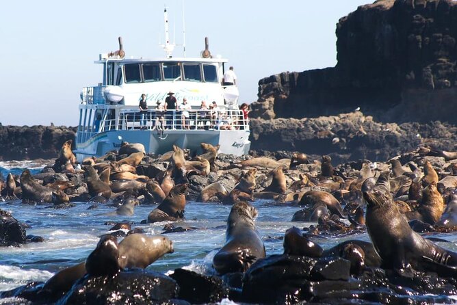 Phillip Island Wildlife Cruise and Penguin Tour from Melbourne - San Remo: a coastal village stop with big-bird energy