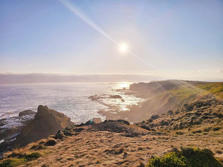 Phillip Island: Wine, Wildlife & Penguins with Gourmet Feast - Guides can make or break a 6-hour day