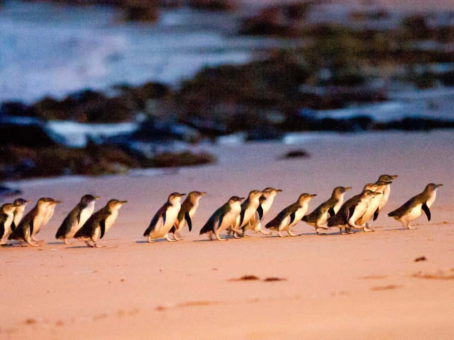 Phillip Island: Wine, Wildlife & Penguins with Gourmet Feast - Why this Phillip Island wine-and-wildlife loop works