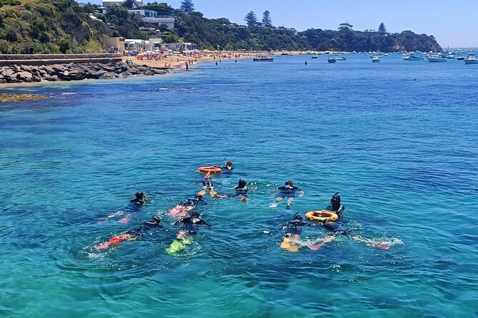 Port Phillip Bay Snorkeling with Sea Dragons - Key highlights worth knowing before you go