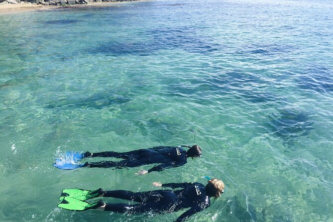 Port Phillip Bay Snorkeling with Sea Dragons - What it feels like to hunt for weedy sea dragons in Port Phillip Bay