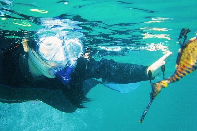 Port Phillip Bay Snorkeling with Sea Dragons - The safety-first setup: wetsuit buoyancy, life ring access, and real comfort