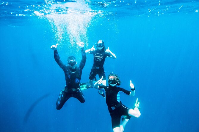 Port Phillip Bay Snorkeling with Sea Dragons - From the walk to the beach to your first wildlife scan